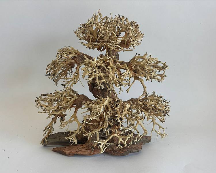 Banyan Bonsai Wood - Approx. 30 x 30 x 15cm #BW1